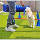 반려담애견유치원 이미지