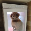 풀스테이스테이펫홍천 이미지