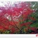 내장산쑥모시 영농조합법인 | (연금) # 솔티떡마을 쑥.모시작목반 자체 연금지급~일간신문에 마을공동체 사업의 결실-솔티애떡^^