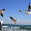 갈매기의 꿈 이미지