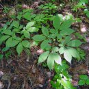 이비농장 이미지