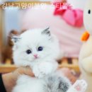 강남고양이분양 스타돌스 | 강남구 고양이분양 추천 강남고양이분양 스타돌스 / 반려묘와 추억을 만드는 곳