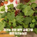 꽃님농장 | 예쁜제라늄농장 제라늄 여름 예약 공동구매 할인 이벤트 분양 기록 내돈내산