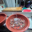 또또꼼장어 | 기장시장 원조꼼장어 내돈 내산 또또 또 또 간집