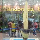 국제꽃식물원 이미지