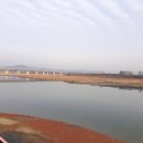 낙동강 유채단지 이미지