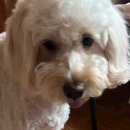 몽글몽글 이미지