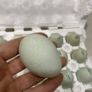 통일청란 이미지