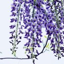 Wisteria(등나무) 이미지