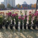 풍납초등학교 이미지