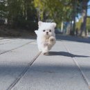 내 강아지 이미지