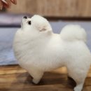 셀럽도기 이미지