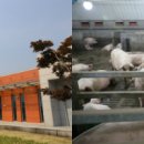 종축농장 이미지