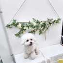 늘봄펫살롱 이미지