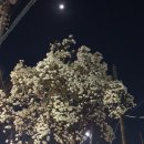 산수책방꽃이피다