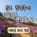 도장중학교 | 2026 군포 철쭉축제 후기 주차 개화 상황 총정리(초대가수 일정까지)