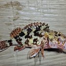 해룡조구 이미지