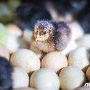 황실 토종닭 이미지