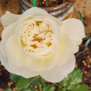 장미하우스 이미지