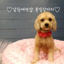 남창애견 이미지