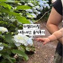 카멜리아힐 | 제주 수국 스팟 • 제주 야외 정원 • 제주 동백꽃| 카멜리아힐 내돈내산 솔직후기