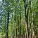 THATS CAMPING 횡성자연휴양림야영장 | [강원도 횡성군] 횡성호수길축제