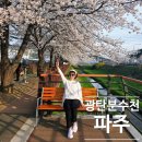 파주광탄경기-파주-광탄2 | 파주 벚꽃 명소 광탄 분수천, 벚꽃 엔딩 즐기기 좋은 산책로 추천