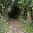 1303 | 하동 카페 녹음 – 대나무길 따라 들어가는 지브리 감성 카페 🌿✨