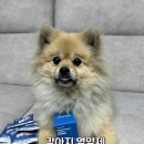 휴먼메디(주) | [메디퍼피] 슬개골 탈구 예방에 좋은 노령견 영양제 &#34;메디퍼피 조인트&#34;