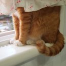 라온펫동물병원 이미지