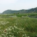 금호강영천 이미지