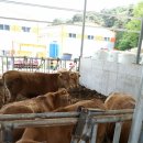 두동 한우 농장 이미지