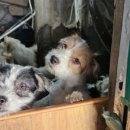 리베동물메디컬센터 이미지