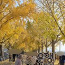 은행나무길(경제진흥원앞) 이미지