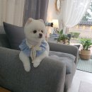 다이아몬독 이미지