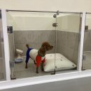 댓츠댕댕스쿨 이미지