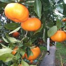 수아농원 이미지