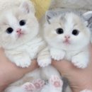 더 반려 강아지분양 고양이분양 잠실본점 이미지