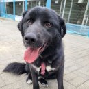 강아지 마을회관 이미지