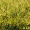 보리밭수제비 이미지