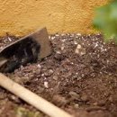 나의 작은 정원-홈 가드닝 이미지