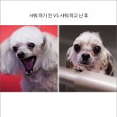 댕댕이샤워 네이버블로그