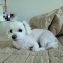 복터진 강아지 이미지