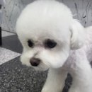 강북에이스애견미용학원 이미지