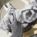 와 내일모레 결혼임 이미지