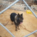 셰퍼트 분양 이미지