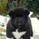 포근하개 이미지