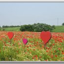 꽃밭에서 이미지