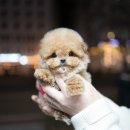 톰퍼피 강아지 분양 이미지