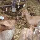 부화목장 이미지